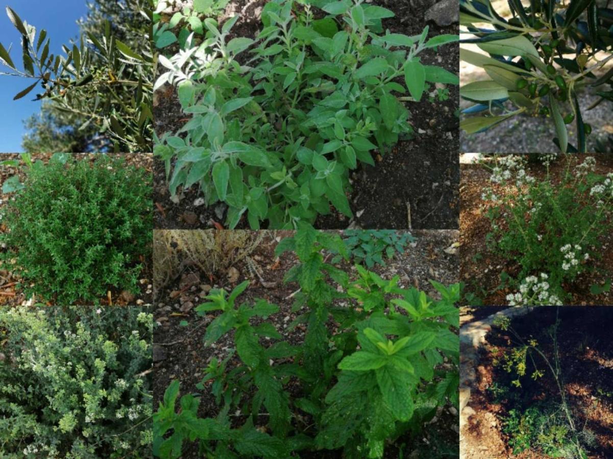 Terraoliva&Herbs Vatos Экстерьер фото